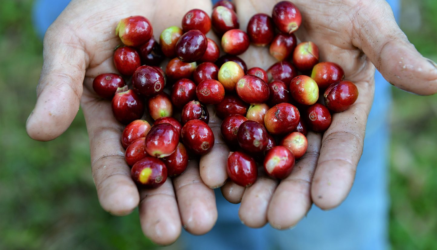 hands-holding-cherries
