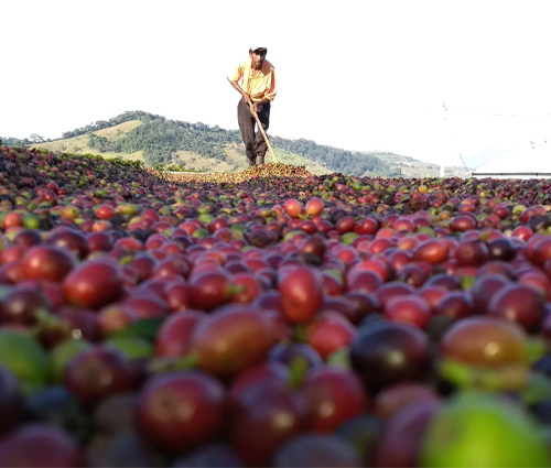 Coffee cherries drying Fairtrade coffee farming