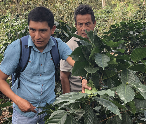 Lenin, farmer and coffee plant Fairtrade coffee