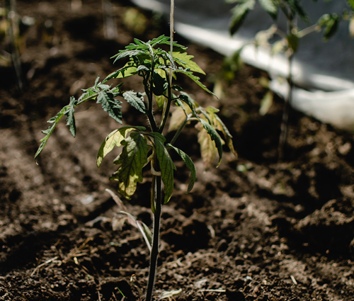 Blog- GC plant growing